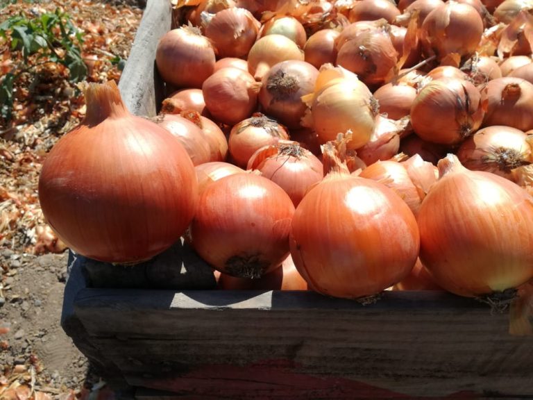 FRULATINA – FRULATINA SPA aims to commercialize the main products of ...